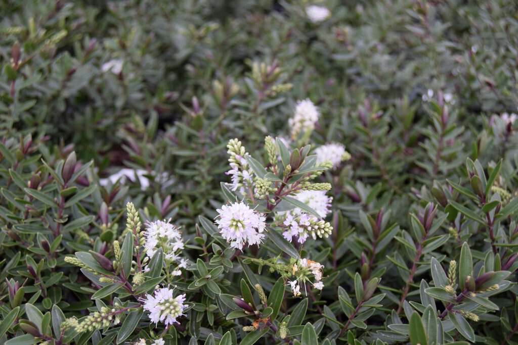 Hebe 'Champagne' ---